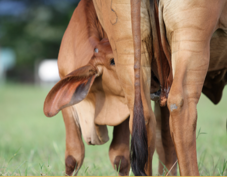 Terneras: ¿Cómo garantizar su futuro productivo?