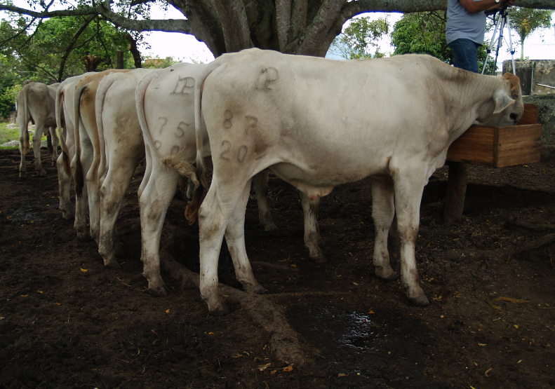 Hacienda La Primavera