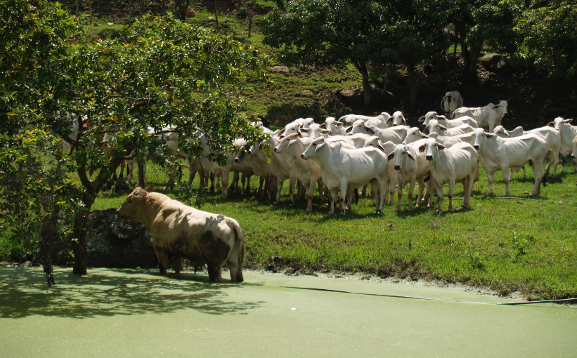 Hacienda La Primavera