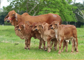 Ganadería Marías JD, Hacienda Nueva Brasilia