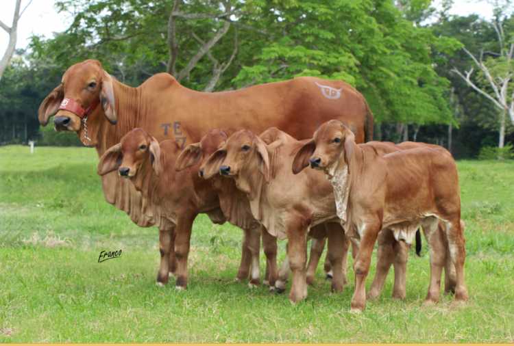 Ganadería Marías JD, Hacienda Nueva Brasilia