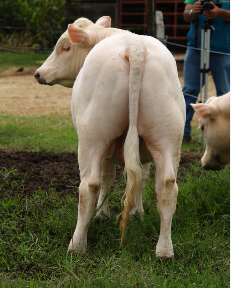 Hacienda La Primavera