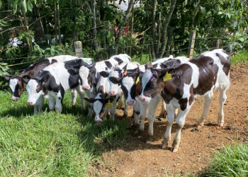 Dos décadas de revolución en genética enmarcan el futuro para crear una ventaja competitiva en su negocio