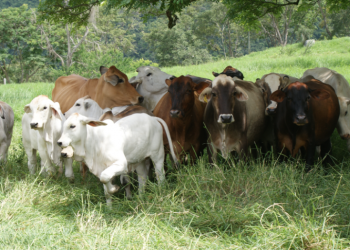 parámetros productivos