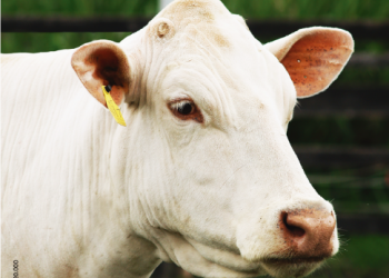 Hacienda La Primavera