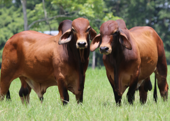 Ganadería Rio Grande