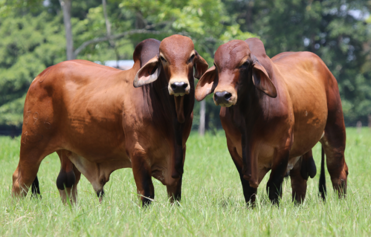 Ganadería Rio Grande