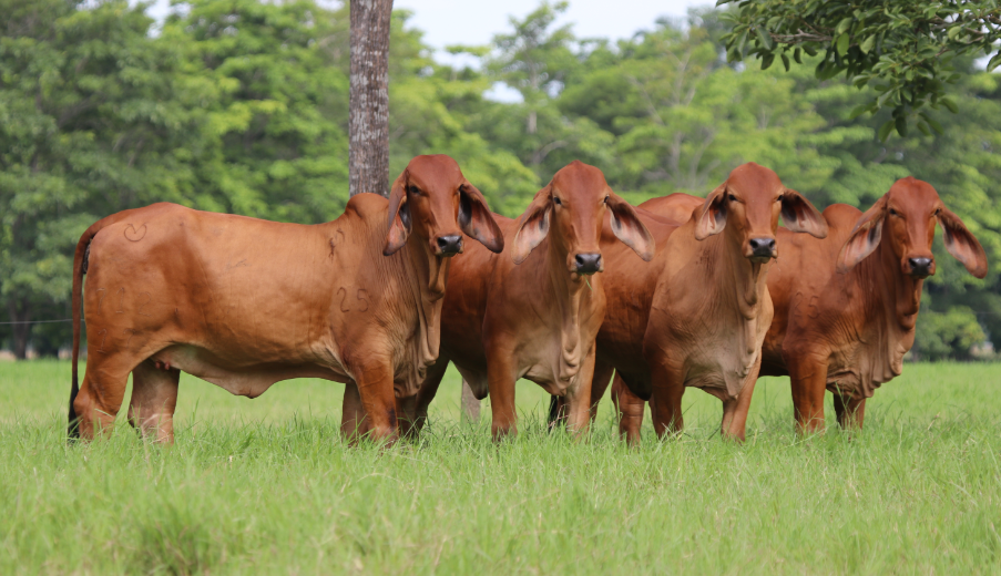 8° Remate Virtual Ganadería Río Grande