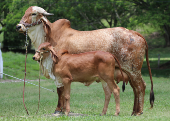 intervalo entre partos