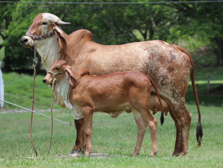 intervalo entre partos