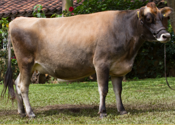 eficiencia reproductiva