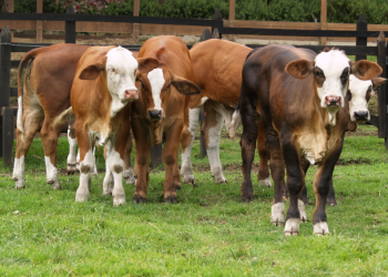 edad al primer servicio