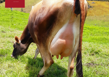 Proyecto La Cumbre: con jersey mejor leche