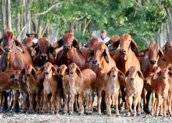 Hacienda Francia & Lusitania