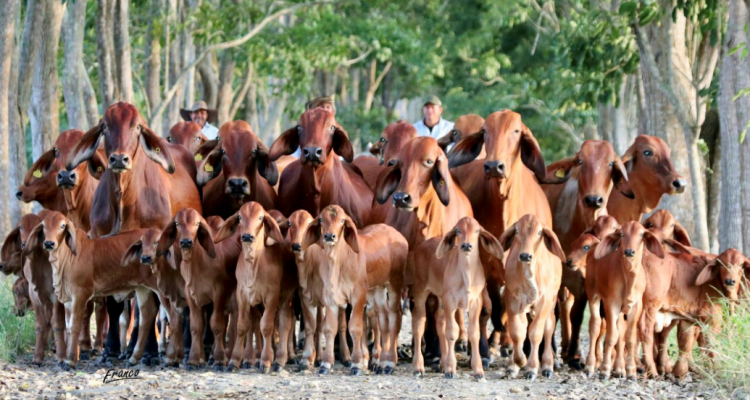 Hacienda Francia & Lusitania