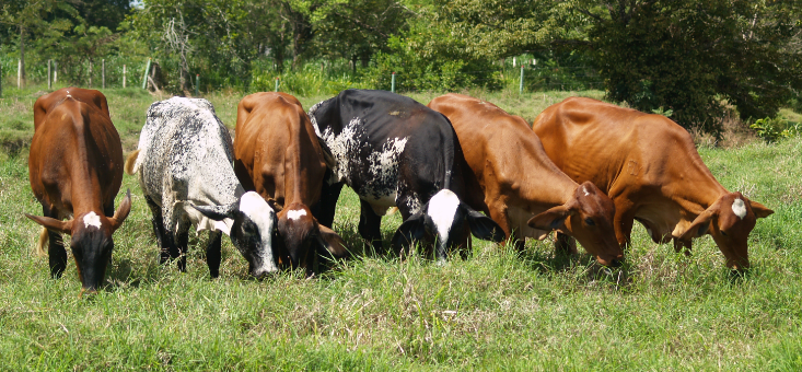 Receptoras: el secreto para multiplicar la mejor genética