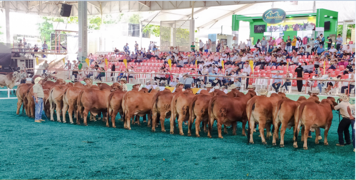 Receptoras: el secreto para multiplicar la mejor genética