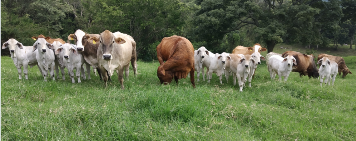 Receptoras: el secreto para multiplicar la mejor genética