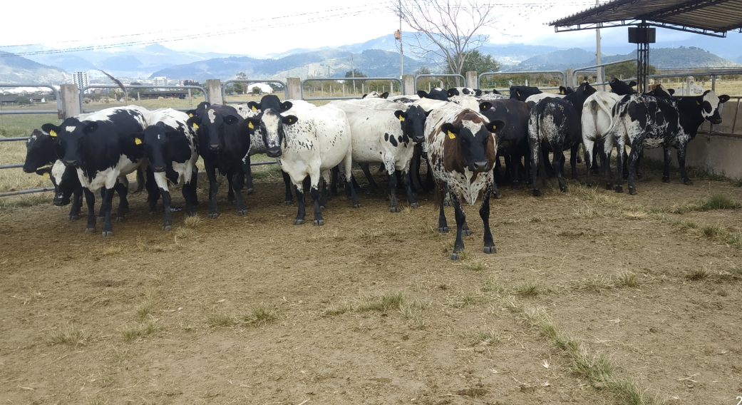 Receptoras: el secreto para multiplicar la mejor genética