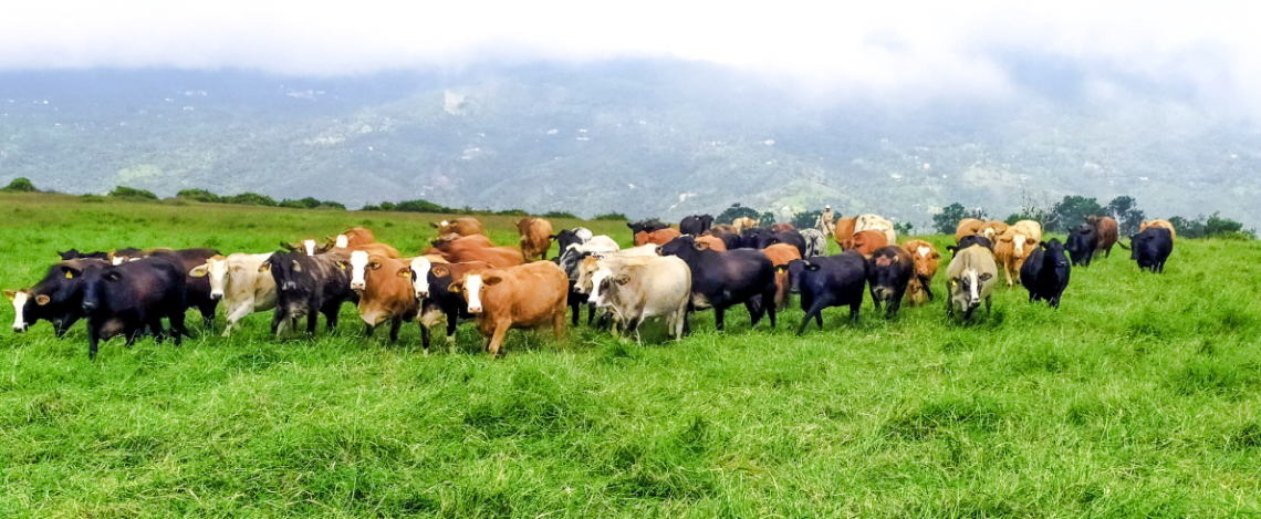 Receptoras: el secreto para multiplicar la mejor genética