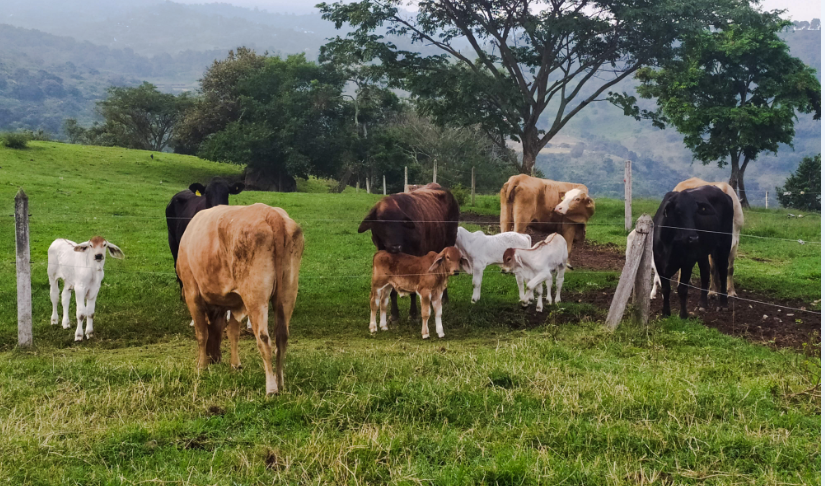 Receptoras: el secreto para multiplicar la mejor genética