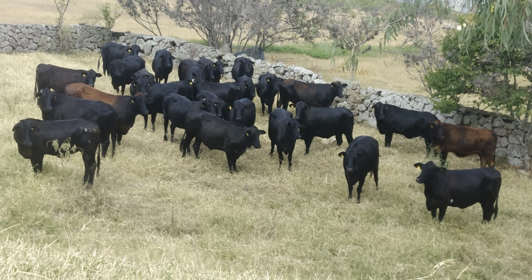 Receptoras: el secreto para multiplicar la mejor genética