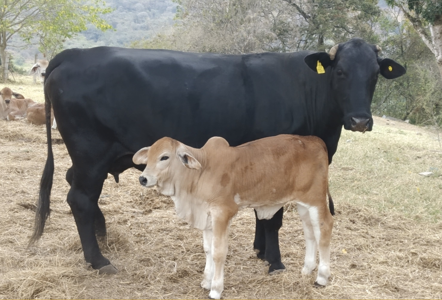 Receptoras: el secreto para multiplicar la mejor genética