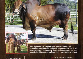 Ponderosa Sultán 131/18