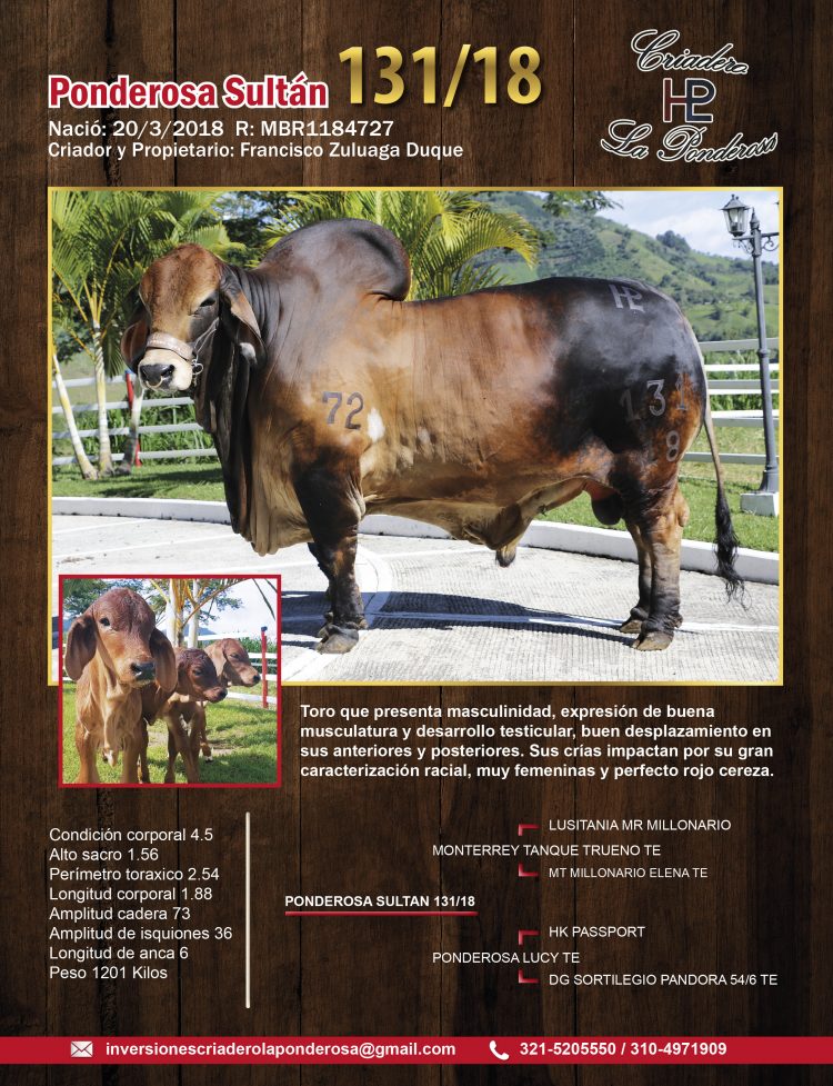 Ponderosa Sultán 131/18