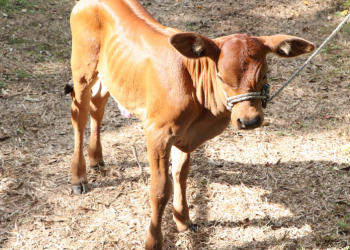 Eva: primer ejemplar de la raza sintética Rombrah