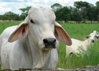 Hemotrópicos en bovinos