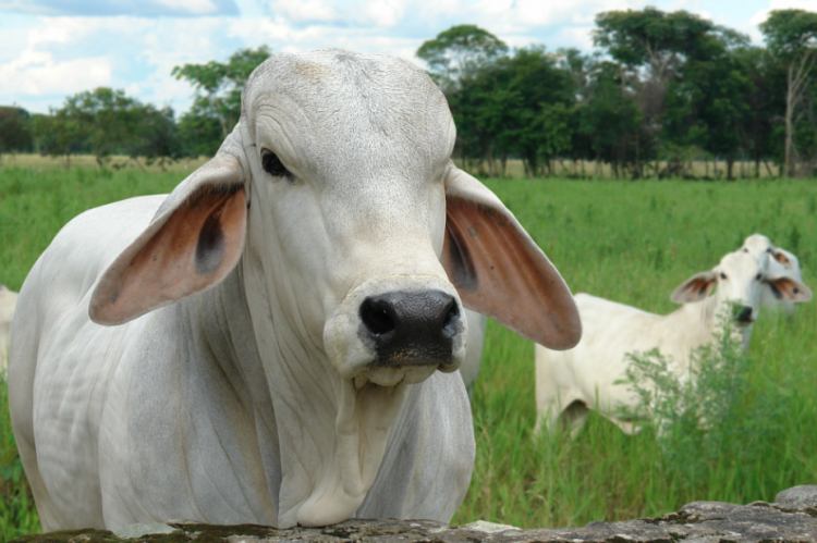 Hemotrópicos en bovinos