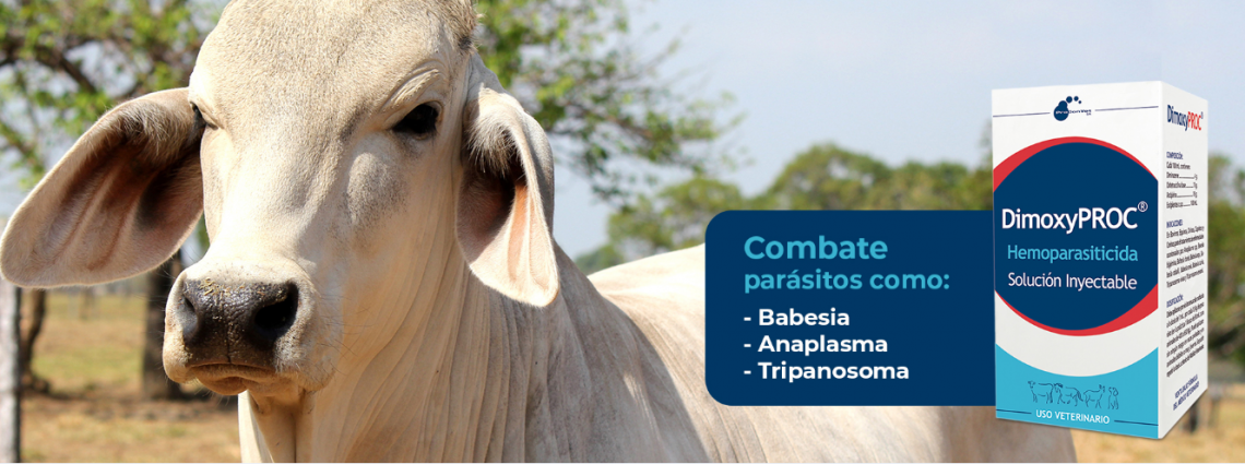 Hemotrópicos en bovinos