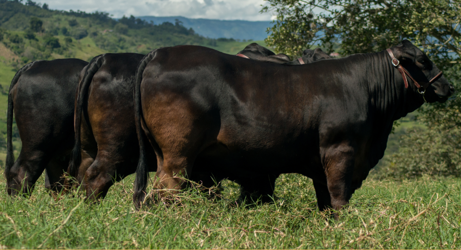 Agropecuaria Luz del Este, genética pura Brangus