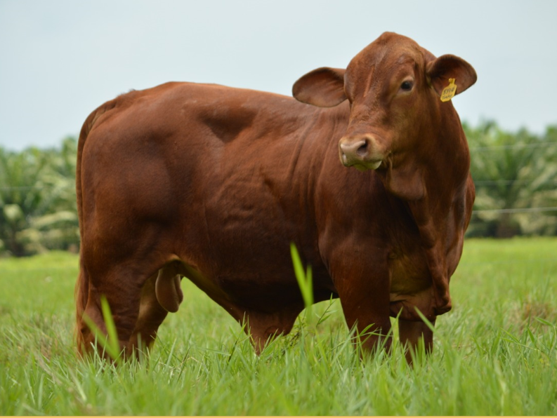 Agropecuaria Luz del Este, genética pura Brangus
