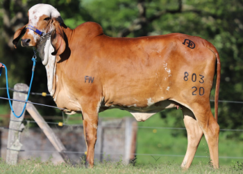 ¿Se puede producir leche con Monta Estacionaria? Parte 1.