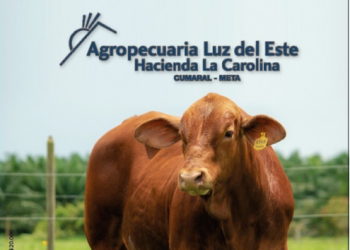 Agropecuaria Luz del Este, genética pura Brangus