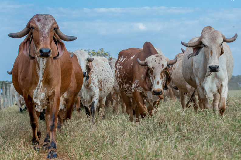 Agropecuaria Vía Láctea