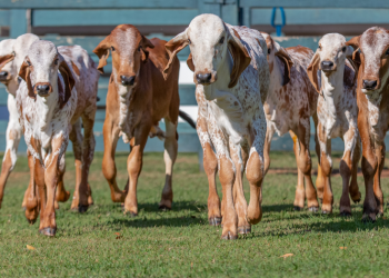 Agropecuaria Vía Láctea