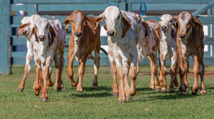 Agropecuaria Vía Láctea