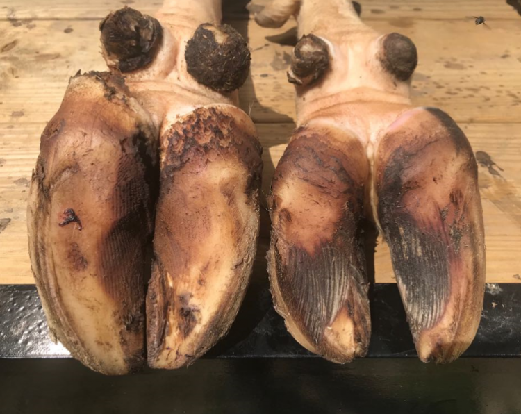 Podología bovina responsable