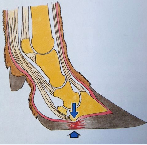 Podología bovina responsable