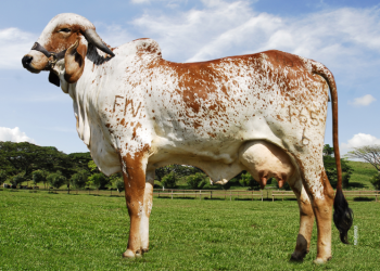 La importancia de la reproducción en la empresa ganadera eficiente