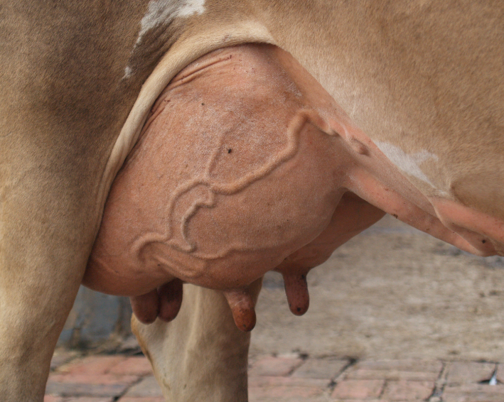 Periodo seco, pasos para secar vacas