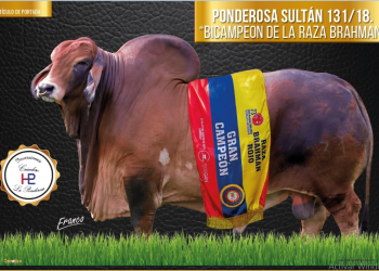 Ponderosa Sultán 131/18