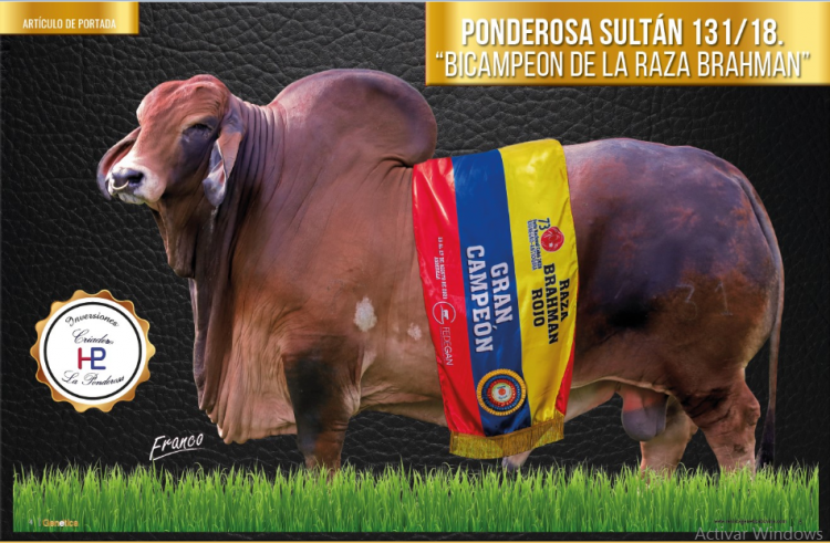 Ponderosa Sultán 131/18