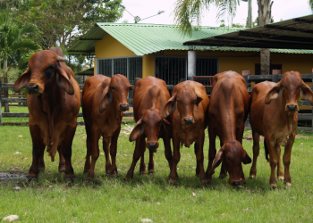 Reemplazar la inseminación artificial por la transferencia de embriones