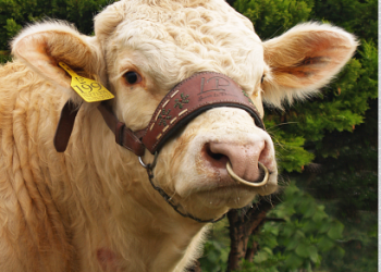 Hacienda La Primavera