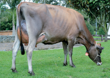 Qué es el síndrome de la vaca repetidora