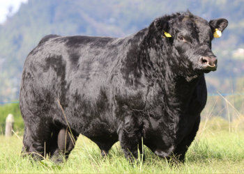 Especial Marcar Ganadería 20 años